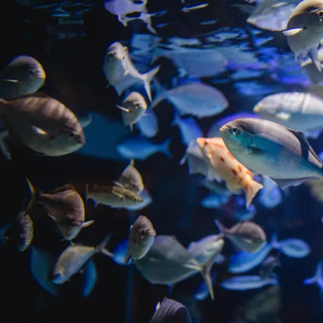 Shipwreck Discovery at SEA LIFE Kelly Tarlton's