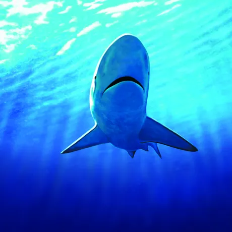Shark Bronze Whaler