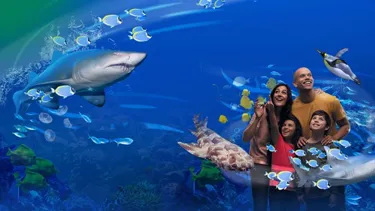 Slkt Sharks Web Header Desktop 1280X720px