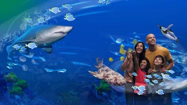 Slkt Sharks Web Header Desktop 1280X720px