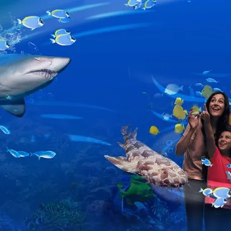 Slkt Sharks Web Header Desktop 1280X720px
