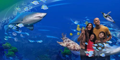 Slkt Sharks Web Header Desktop 1280X720px