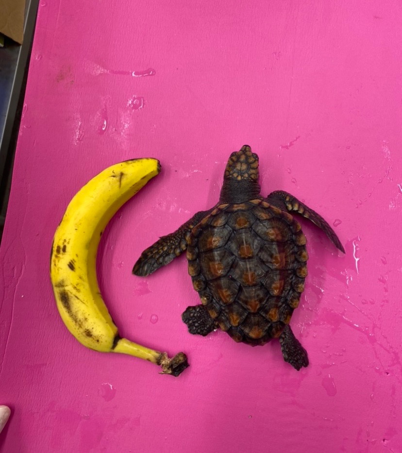 Puck Size Of A Banana