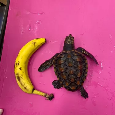 Puck Size Of A Banana