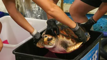 6. Kibou The Loggerhead Sea Turtle