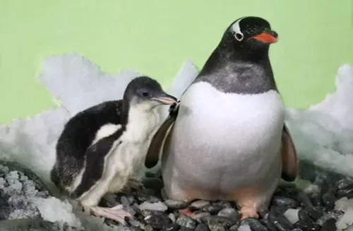 penguin and chick