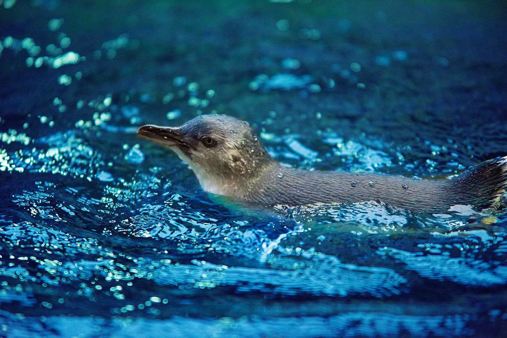 Slsc In Water Penguin Encounter