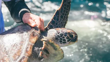 Oscar Gets Ready For His New Turtle Y Awesome Start