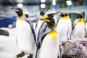 King Penguin at SEA LIFE Kelly Tarlton's