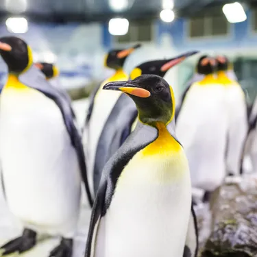 King Penguin at SEA LIFE Kelly Tarlton's