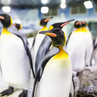 King Penguin at SEA LIFE Kelly Tarlton's
