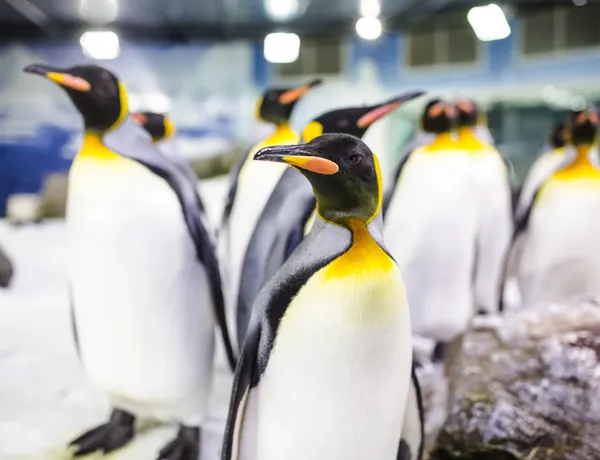 King Penguin at SEA LIFE Kelly Tarlton's