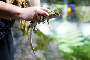 Tuatara