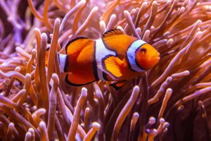 Clownfish1