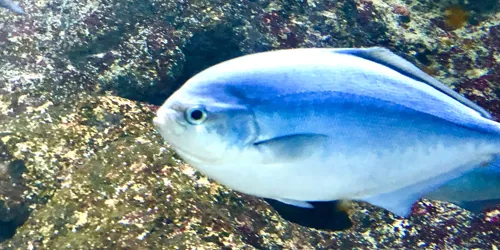 Blue Mao Mao