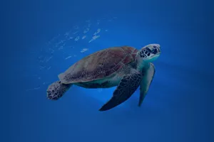 Banner Turtle