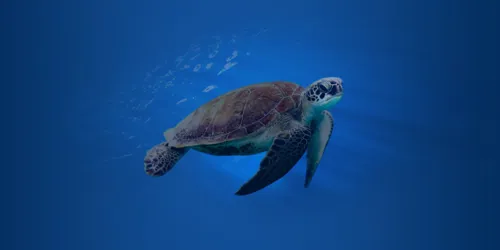 Banner Turtle