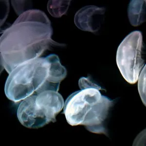 Jellyfish
