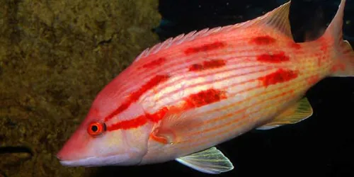 Pig Fish 572X289