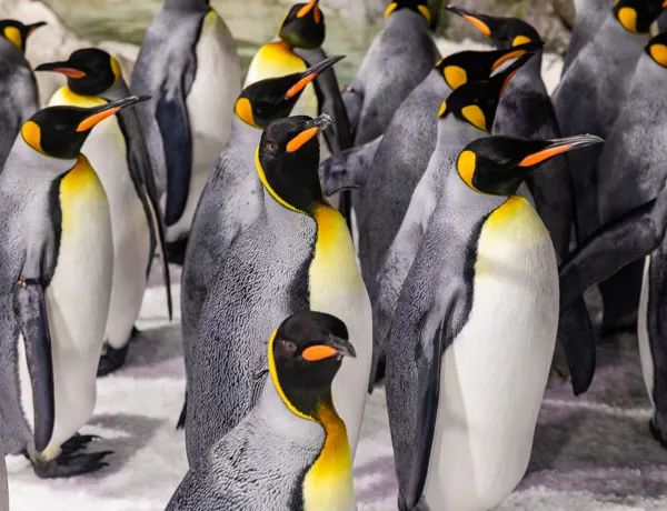 SLKT Penguin Passport 10025