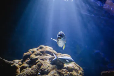 Fish2 1440X960