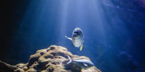 Fish2 1440X960