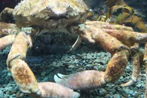 Spider Crab 572X289