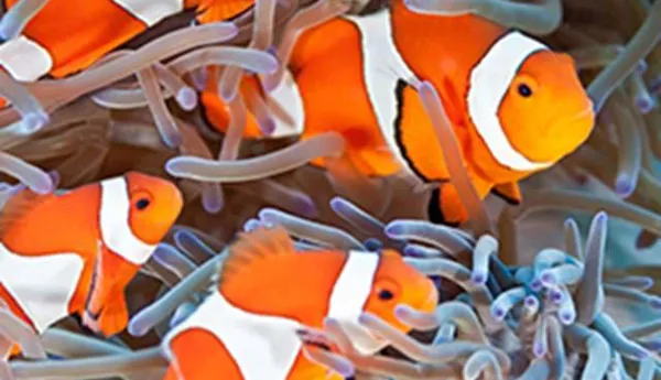 circle-clownfish.jpg?anchor=center&mode=