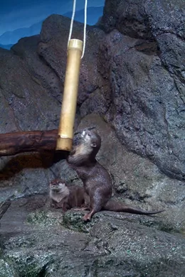 Otter Feeding At Rainforest