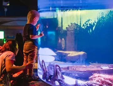 A kid looking at Giant Spider Crab and Giant Pacific Octopus in one of Sea Life Bangkok's many aquariums.