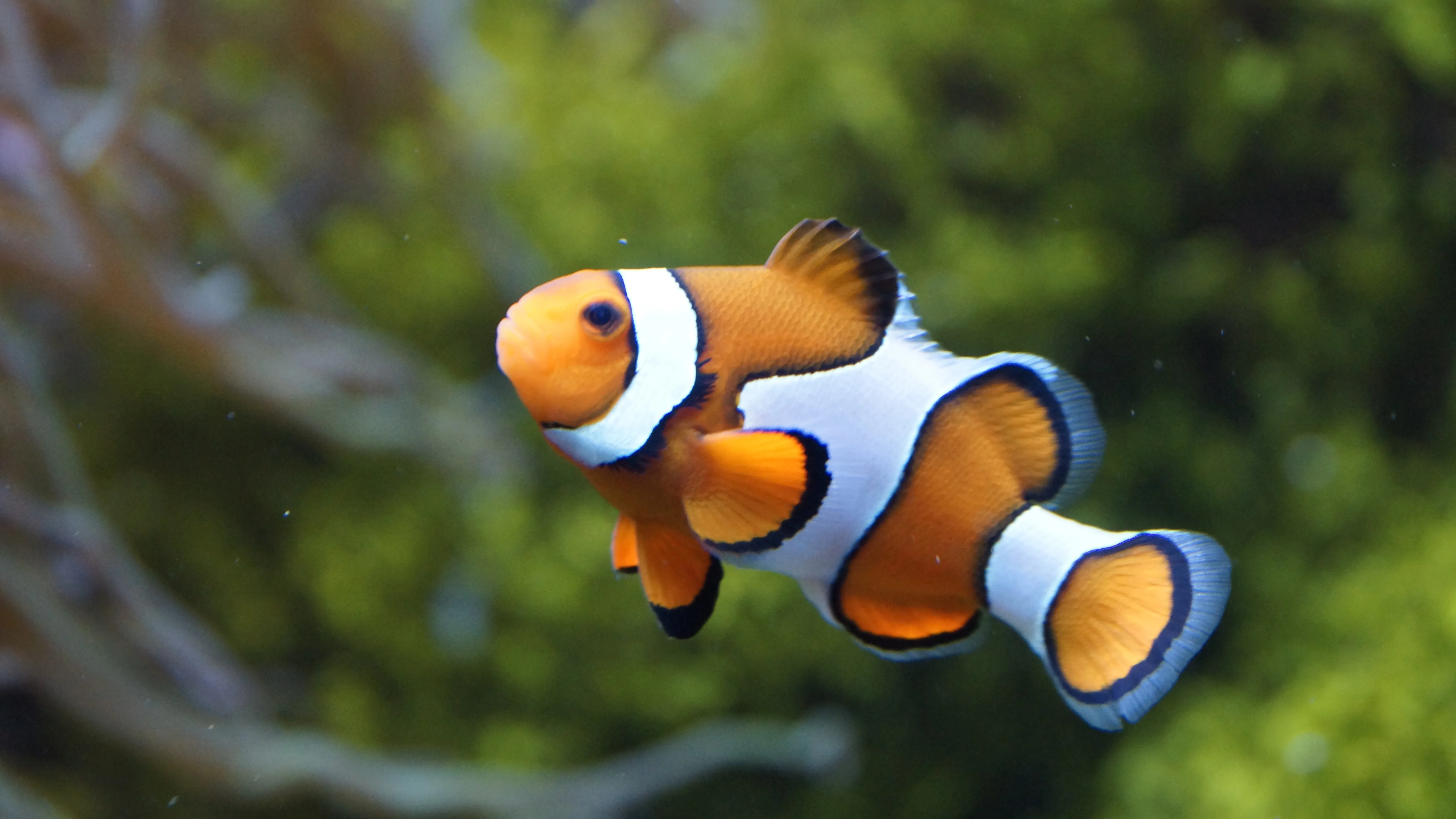 Tropical fish clown best sale fish
