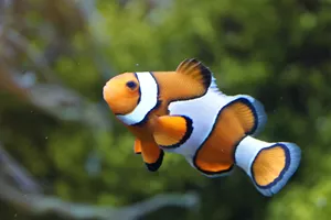 Clown Fish Pxhere