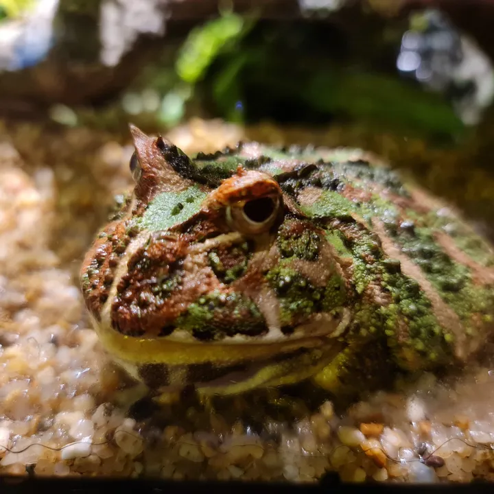 Green Frog