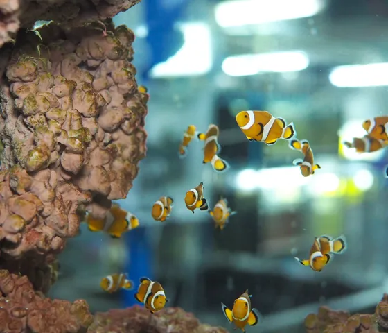 Baby Nemo
