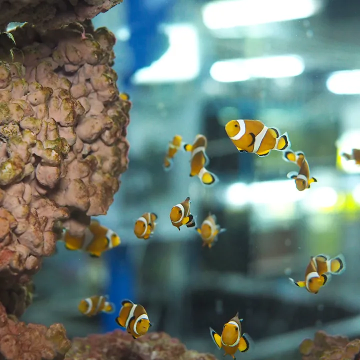 Baby Nemo