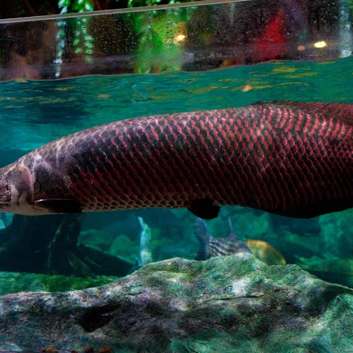 Arapaima