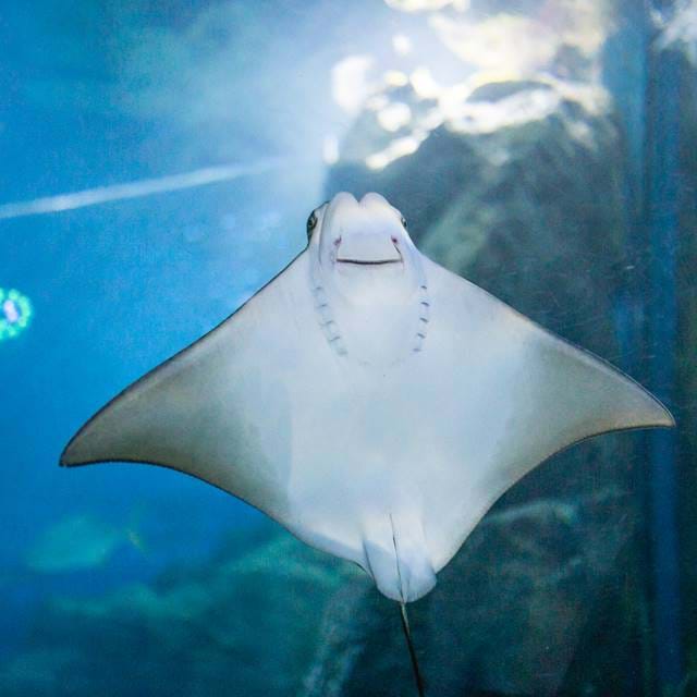 Captivating moment of cownose ray feeding at SEA LIFE Bangkok Ocean World, showcasing the graceful movements of these remarkable creatures.