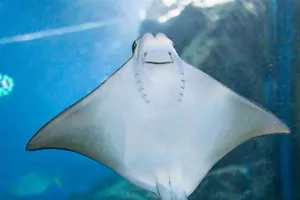 Captivating moment of cownose ray feeding at SEA LIFE Bangkok Ocean World, showcasing the graceful movements of these remarkable creatures.
