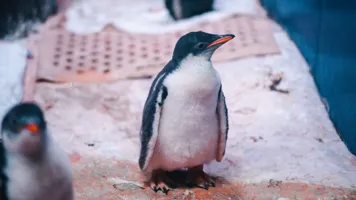 Gentoo