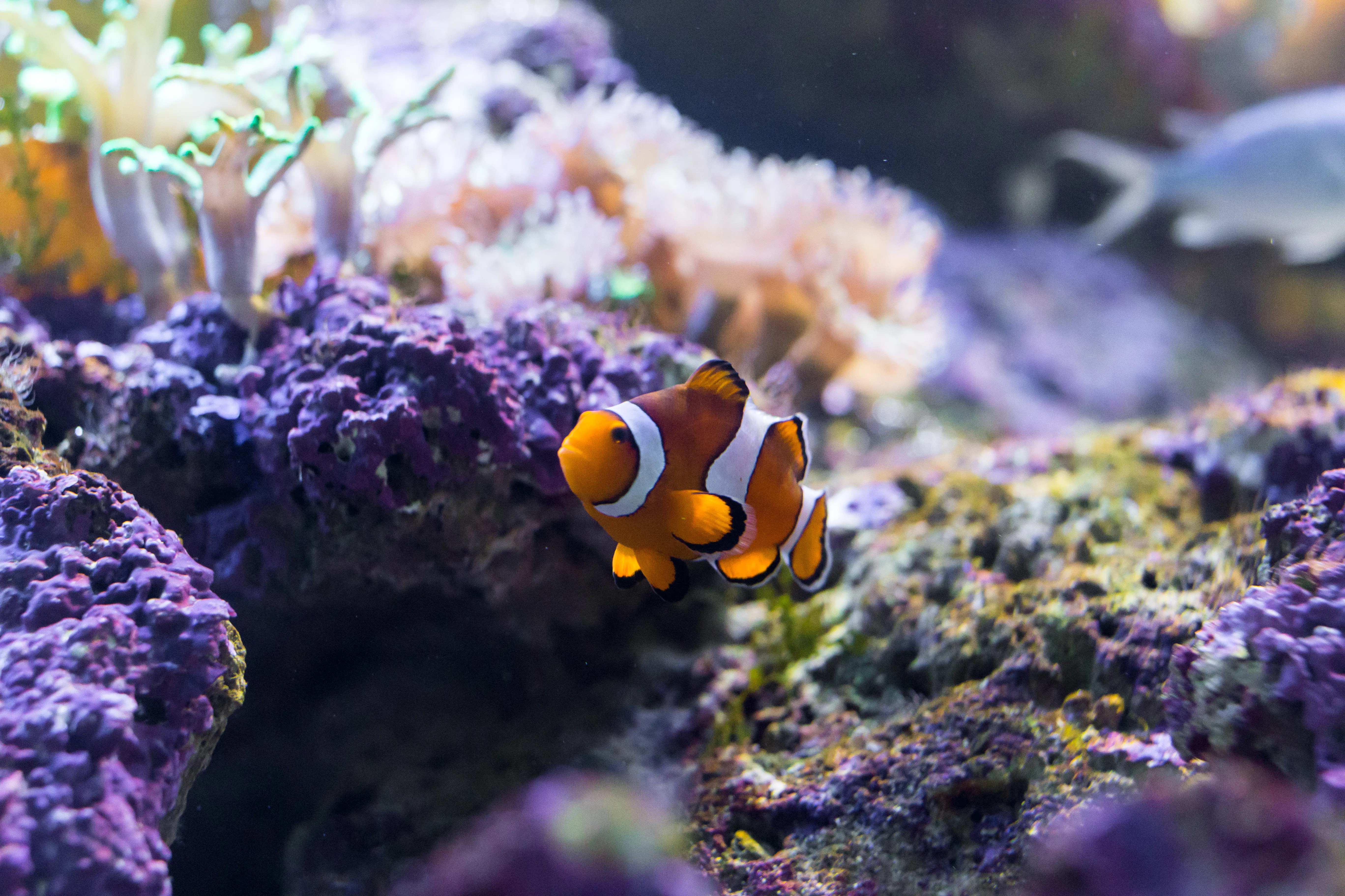 Clown Fish IMG 0307