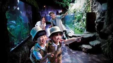 Rainforest1