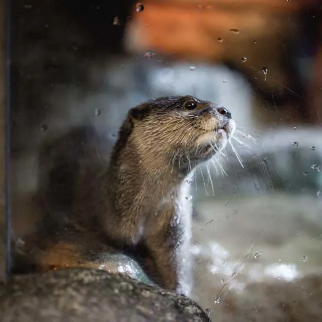 Close-up view of an adorable otter at SEA LIFE Bangkok Ocean World, showcasing its playful and curious nature.