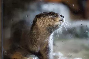Close-up view of an adorable otter at SEA LIFE Bangkok Ocean World, showcasing its playful and curious nature.