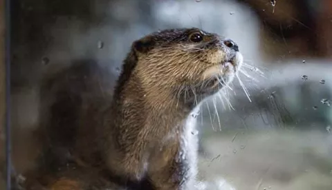 Talk And Feed Otter