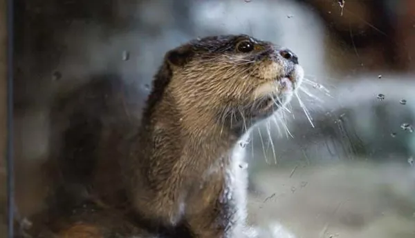 Close-up view of an adorable otter at SEA LIFE Bangkok Ocean World, showcasing its playful and curious nature.