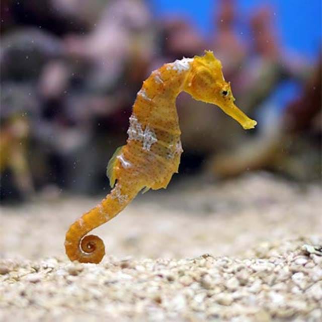 Seahorse in the Sea Life Bangkok aquarium