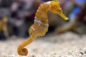 Seahorse in the Sea Life Bangkok aquarium