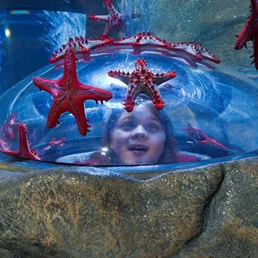 Key Image 2 Red Knobbed Starfish