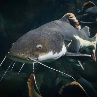 Bigfish17
