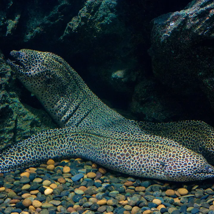Moray2020